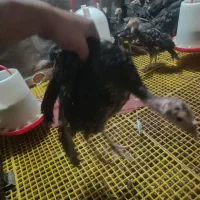 جوجه بوقلمون 2ماه و یک ماه