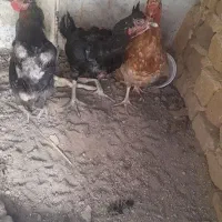 مرغ لاری و مرغ محلی تخم گزار