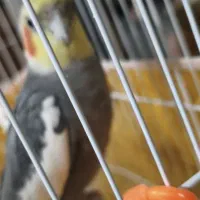 عروس هلندی نر