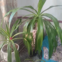 دوعدد گل موزی