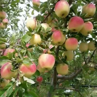 فروش با اصیل‌ترین نهالها از یک تا پنج ساله|خدمات باغبانی و درختکاری|اراک, |دیوار