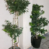 یاس هلندی