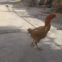 فروش مرغ لاری