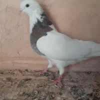 گمشده