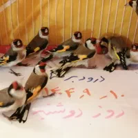 سهره  چهارگل سرسیاه