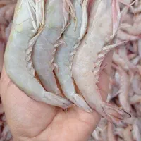میگو ماهی قیمت مناسب