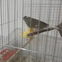 قناری مولد نرماده تخم دارن|پرنده|نقده, |دیوار