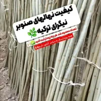 فروش نهال صنوبر وکبوده سیاه