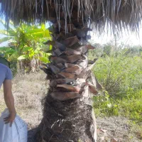 فروش پالم واشنگتنی ۱۲ ساله کم نظیر و با کیفیت|گل و گیاه طبیعی|نشتارود, |دیوار