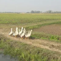 قوغاز|حیوانات مزرعه|خمام, |دیوار