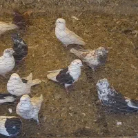 تعدادی کبوتر پرشی تهرانی و پاکستانی