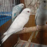 یه جفت مرغ عشق مولد با ۴ تا جوجه|پرنده|خرمآباد (تنکابن), |دیوار