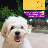 واگذاری سگ شیتزو