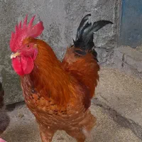 خروس گلپایگان