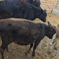 گوساله ماده چاق کشتاری|حیوانات مزرعه|کوهدشت, |دیوار