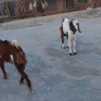 دو عدد کهره نر|حیوانات مزرعه|علامرودشت, |دیوار