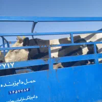 گاو وگوساله تلیسه  جوانه|حیوانات مزرعه|بیرجند, |دیوار