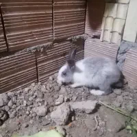 خرگوش لوپ ومعمولی|موش و خرگوش|گرگان, |دیوار