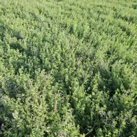 خریدار یونجه نقدی سر باسکول