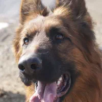 واگذاری سگ ژرمن اصلیل