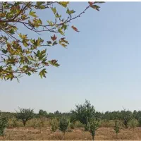 باغ شهر