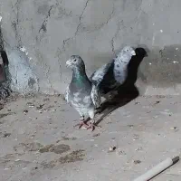 درجه یک معاوضه دارم