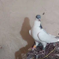 کبوترر