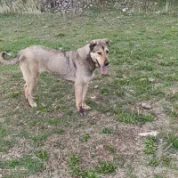 سگ ماده عراقی