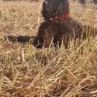 واگزاری سگ قهدریجان|سگ|رودشت (اصفهان), |دیوار