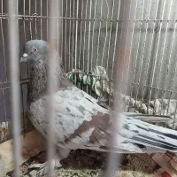 نرسرور پرپا