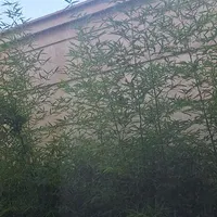 نیروی خانم یا خانواده جهت امور منزل شبانه روزی