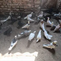 7تا نر بقیه کهنه جوجه