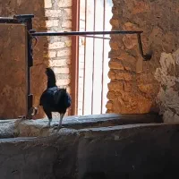 مرغ سالم|پرنده|خرمآباد, |دیوار