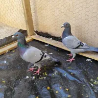 باسلام