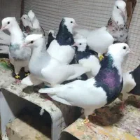 کفتر