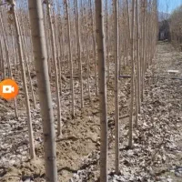 چنار(قلم چنار)