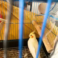 عروس هنلدی جفت|پرنده|اهواز, دغاغله|دیوار