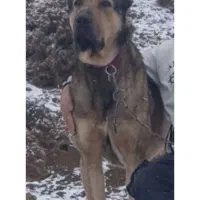 سگ سرابی عراقی پژدر