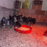 جوجه مرغ مرندی