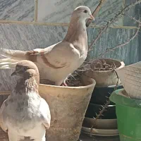 کبوتر پرشی توافقی|پرنده|قرچک, زیبا شهر|دیوار