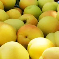 فروش زردآلو درشت و عالی