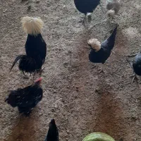مرغ لهستانی و کوشین. تخم مرغ لهستانی
