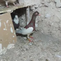 کفتر یا کبوتر معاوضه با عروس|پرنده|تربت‌حیدریه, طالقانی|دیوار