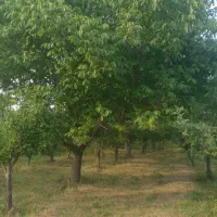 باغ فروشی ۲۴۰۰متر در روستای جهان ابادسیب وگردو