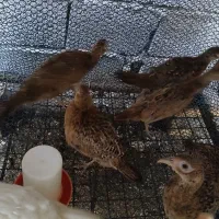 مرغ و خروس آمریکایی نیمچه تا بالغ|حیوانات مزرعه|رودسر, |دیوار