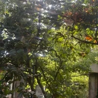 پارکبان حرفه ای