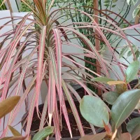 گل‌های طبیعی|گل و گیاه طبیعی|چوار, |دیوار