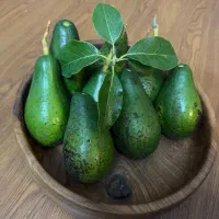 فروش نهال های استوایی|خدمات باغبانی و درختکاری|ساری, |دیوار