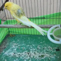 قناری رسمی بلند