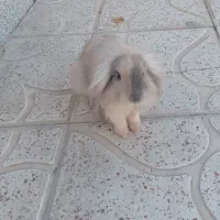 خرگوش لوپ|موش و خرگوش|قهدریجان, |دیوار